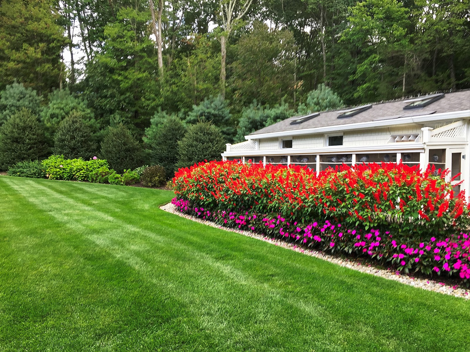 overseeded lawn Water Overseeded Lawn