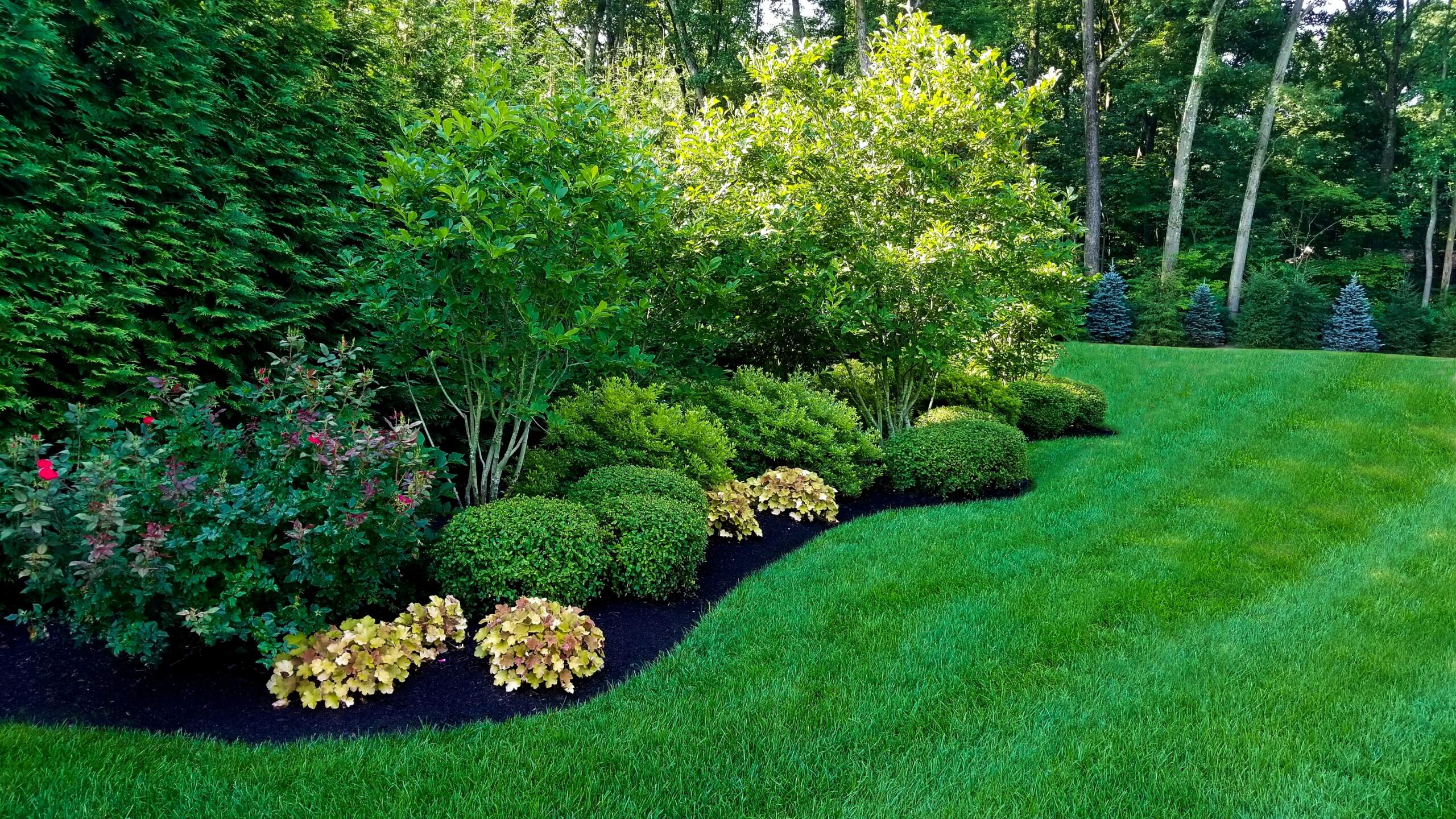 20170717_084245 comprehensive lawn care service analyzes and evaluates the health and condition of all outdoor plant life on your property