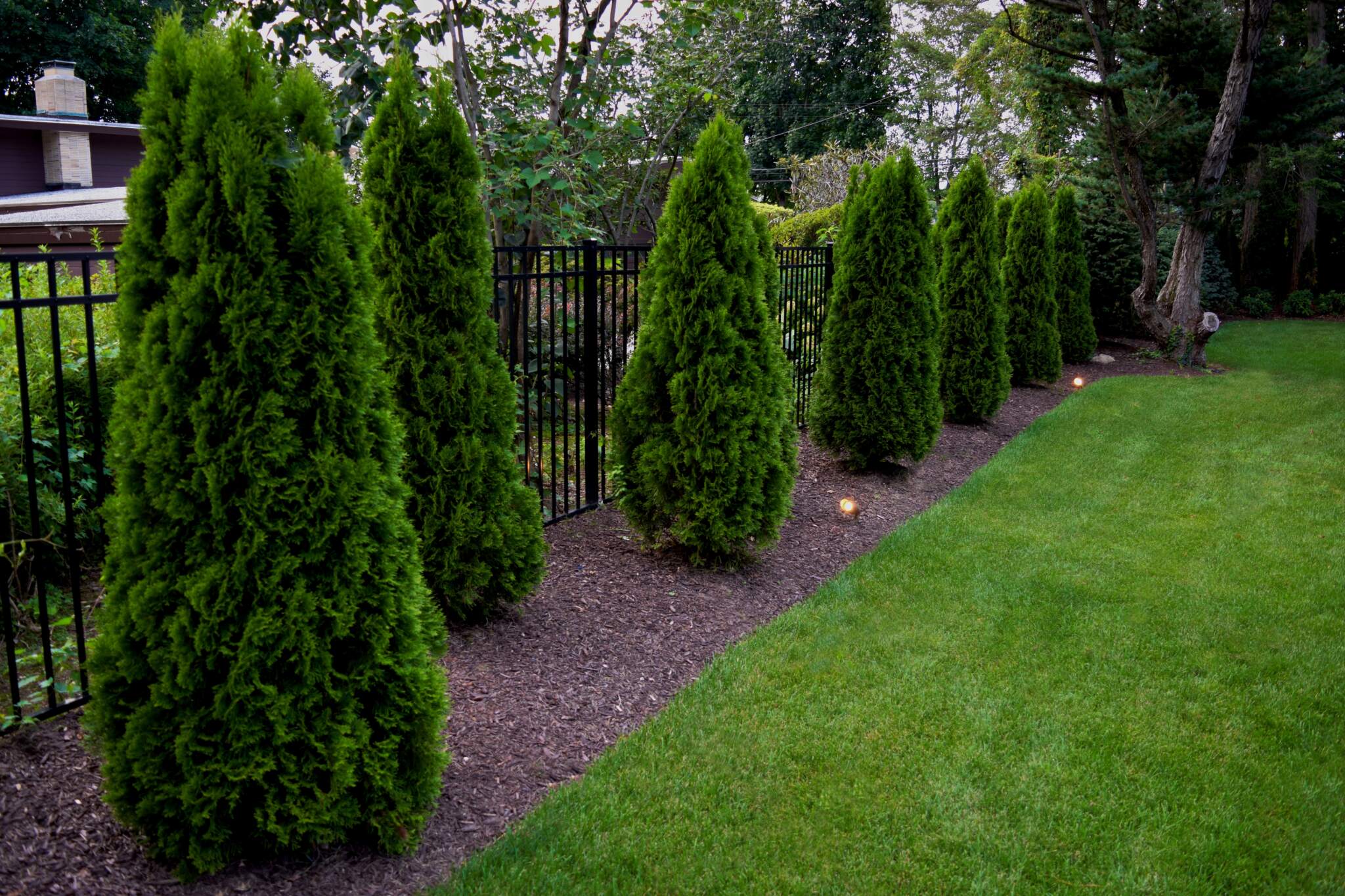 DSC_0789 Pruning is not just about maintaining the aesthetics of your trees and shrubs