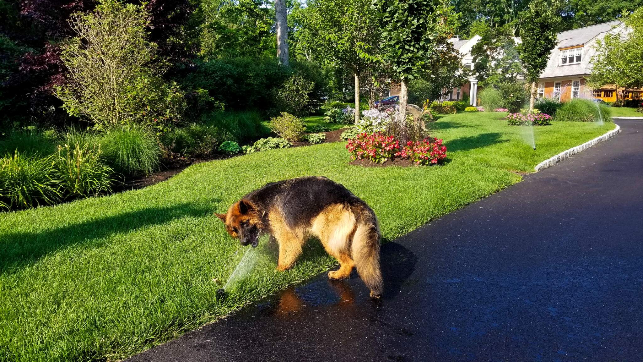 20170717_083807 A large, fluffy German Shepherd dog drinking water from a sprinkler and irrigation system installed by Neave Group on a sunny day.