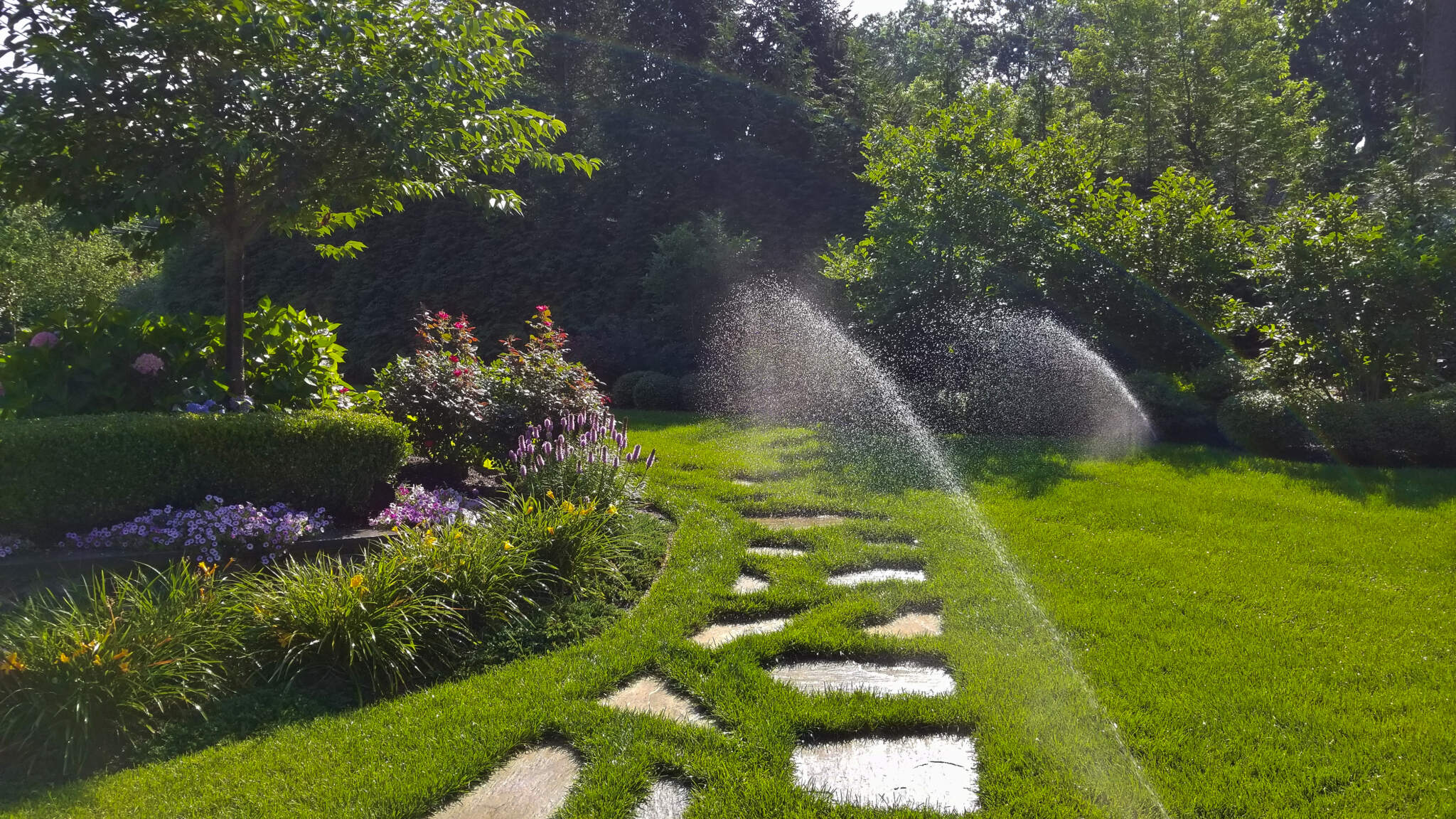 20170717_090347 A garden pathway lined with square stepping stones cuts through a lush lawn as a sprinkler system waters the area